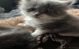 British Shorthair cats for sale: 5 kittens for sale  - Advert 6