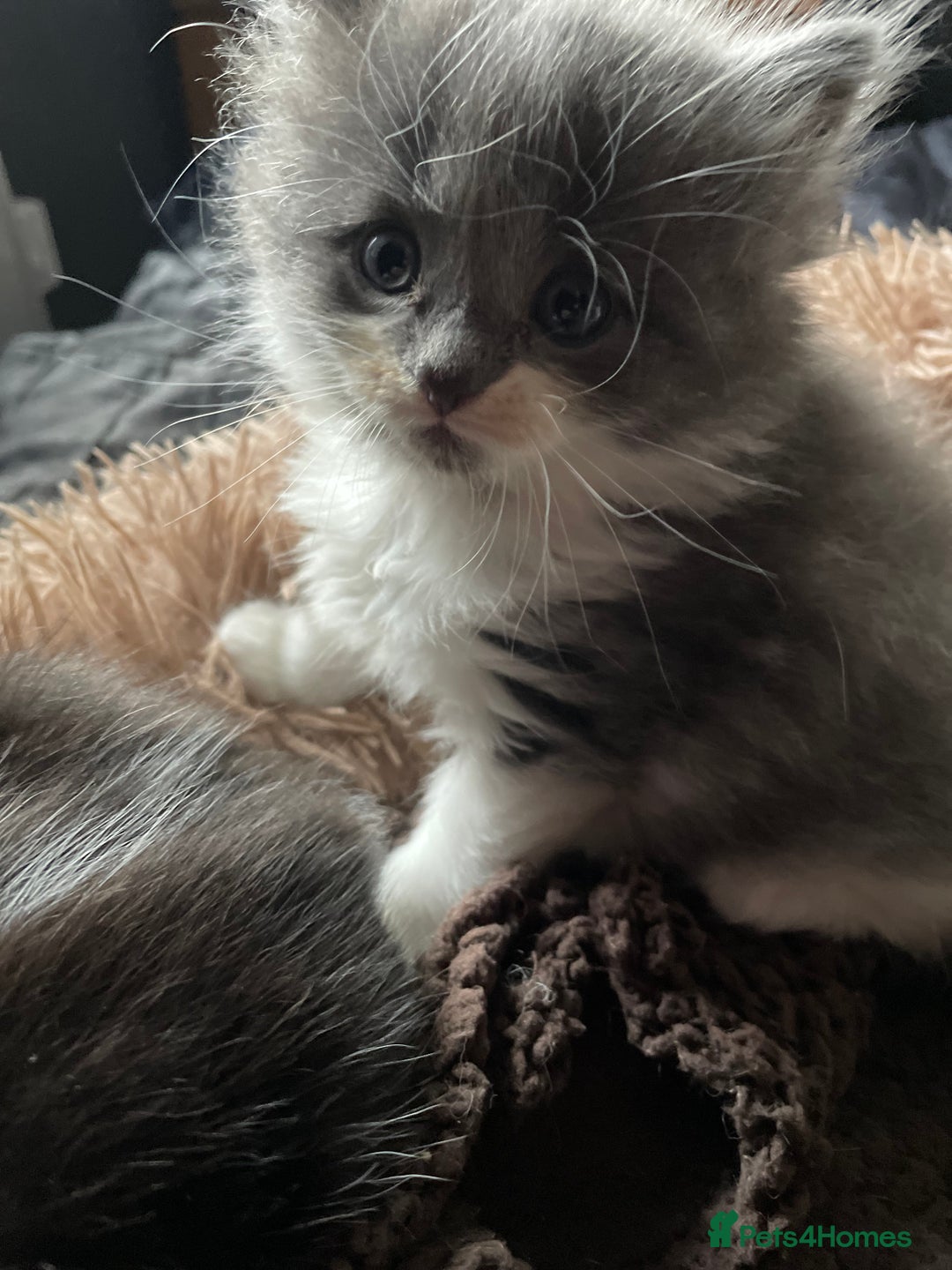 British Shorthair cats for sale: 5 kittens for sale  - Advert 6