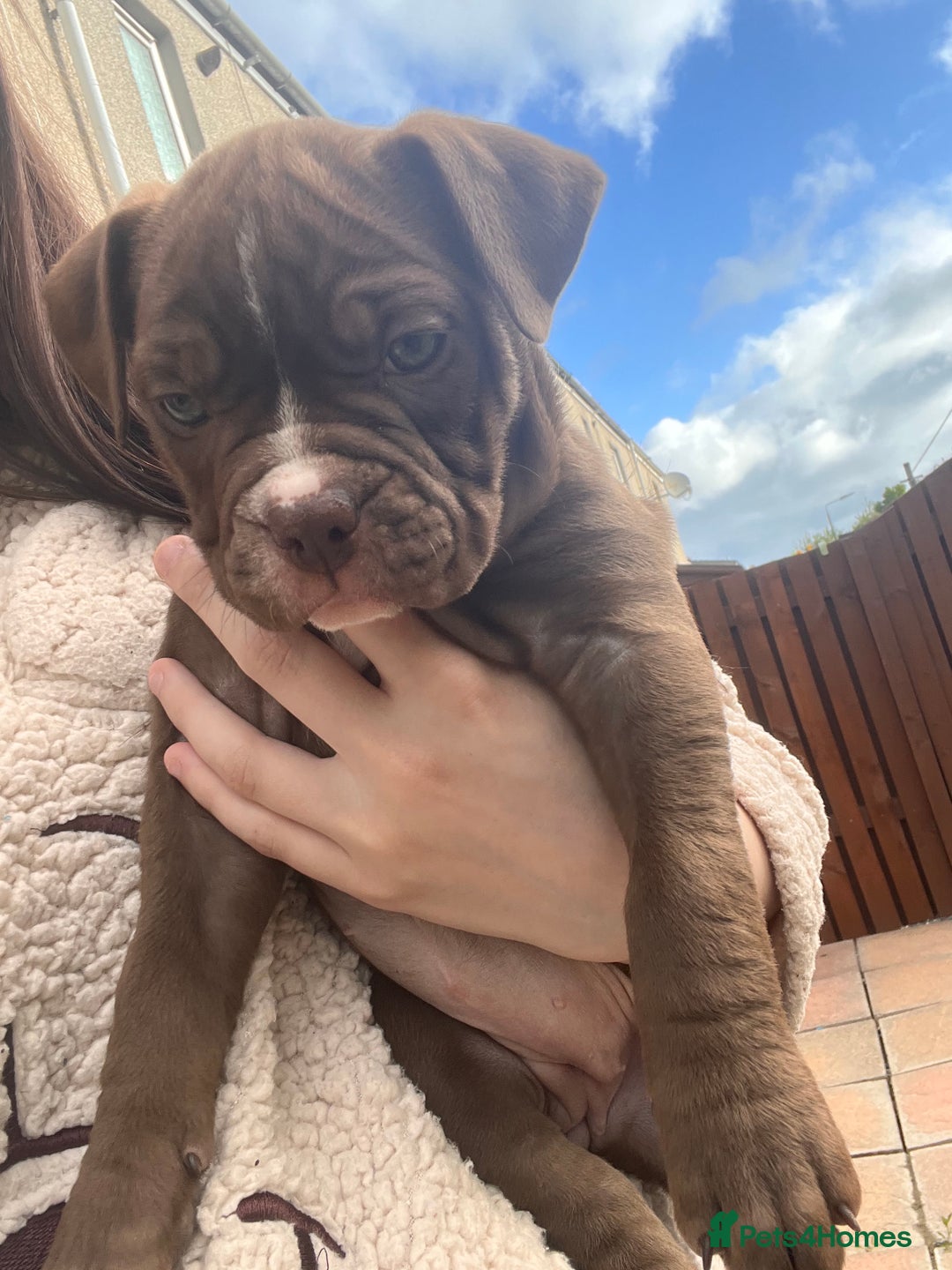 Bulldog Staffy Mixed Breed Staffordshire Bull Terrier English