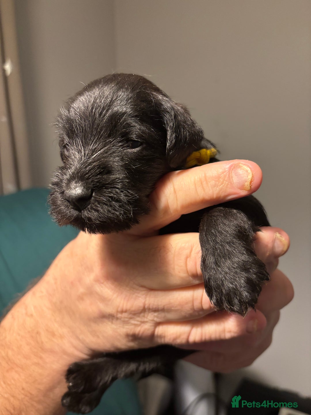Miniature Schnauzer dogs for sale: 3 beautiful black boys available  - Advert 7