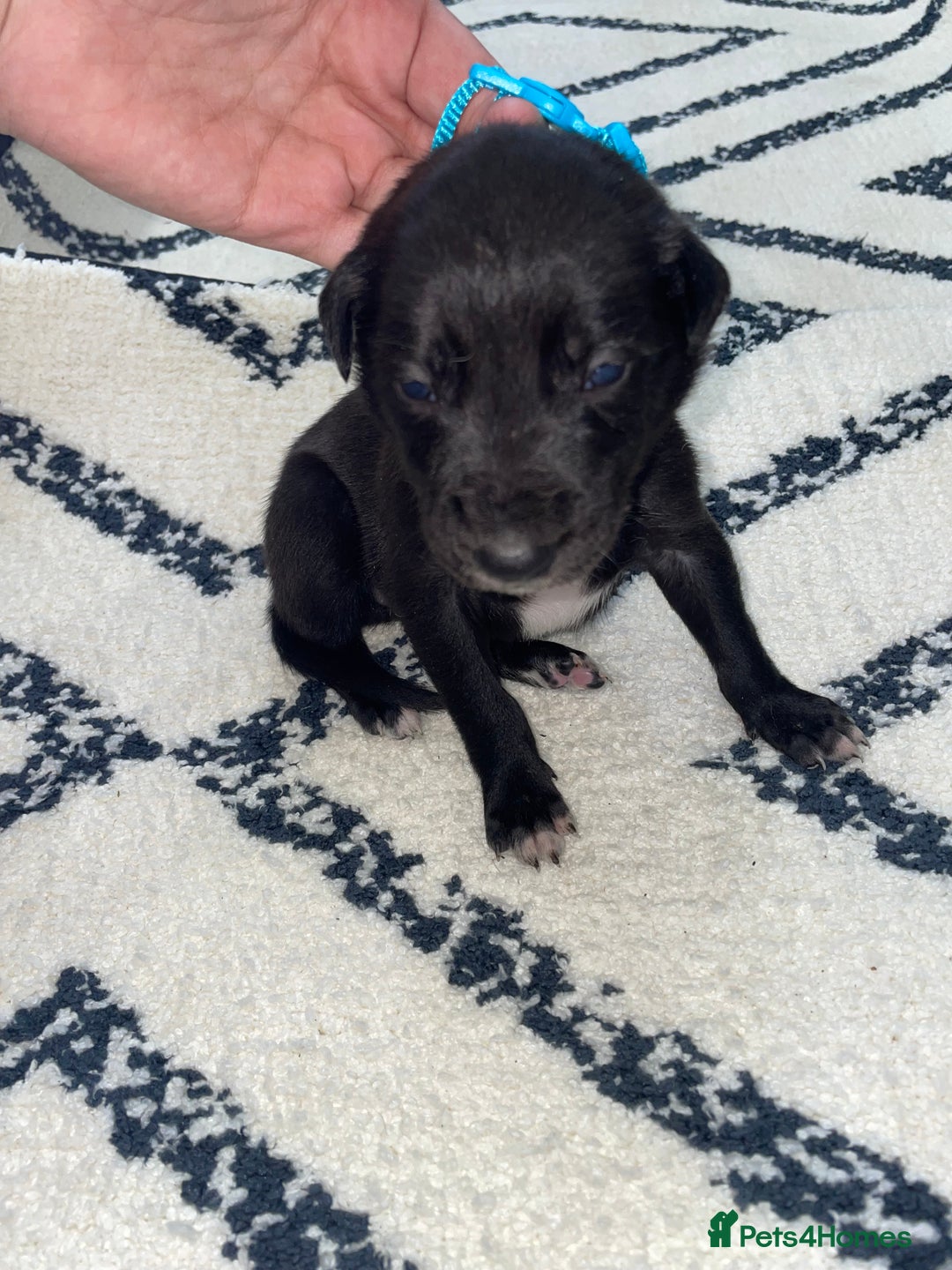 Whippet dogs for sale: Collie X whippet X whippet  - Image 11