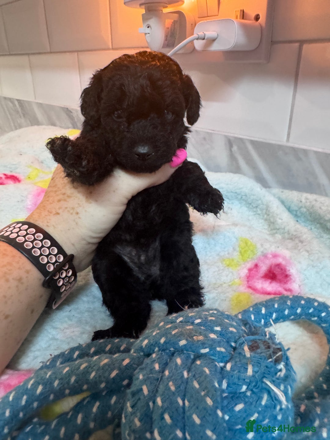 Yorkiepoo dogs for sale: 1 beautiful yorkiepoo ready to leave 🥰🥰 - Image 37