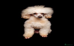 Poodle dogs for stud: KC REG EXTENSIVELY HEALTH TESTED POODLE STUD in Hoddesdon - Image 4