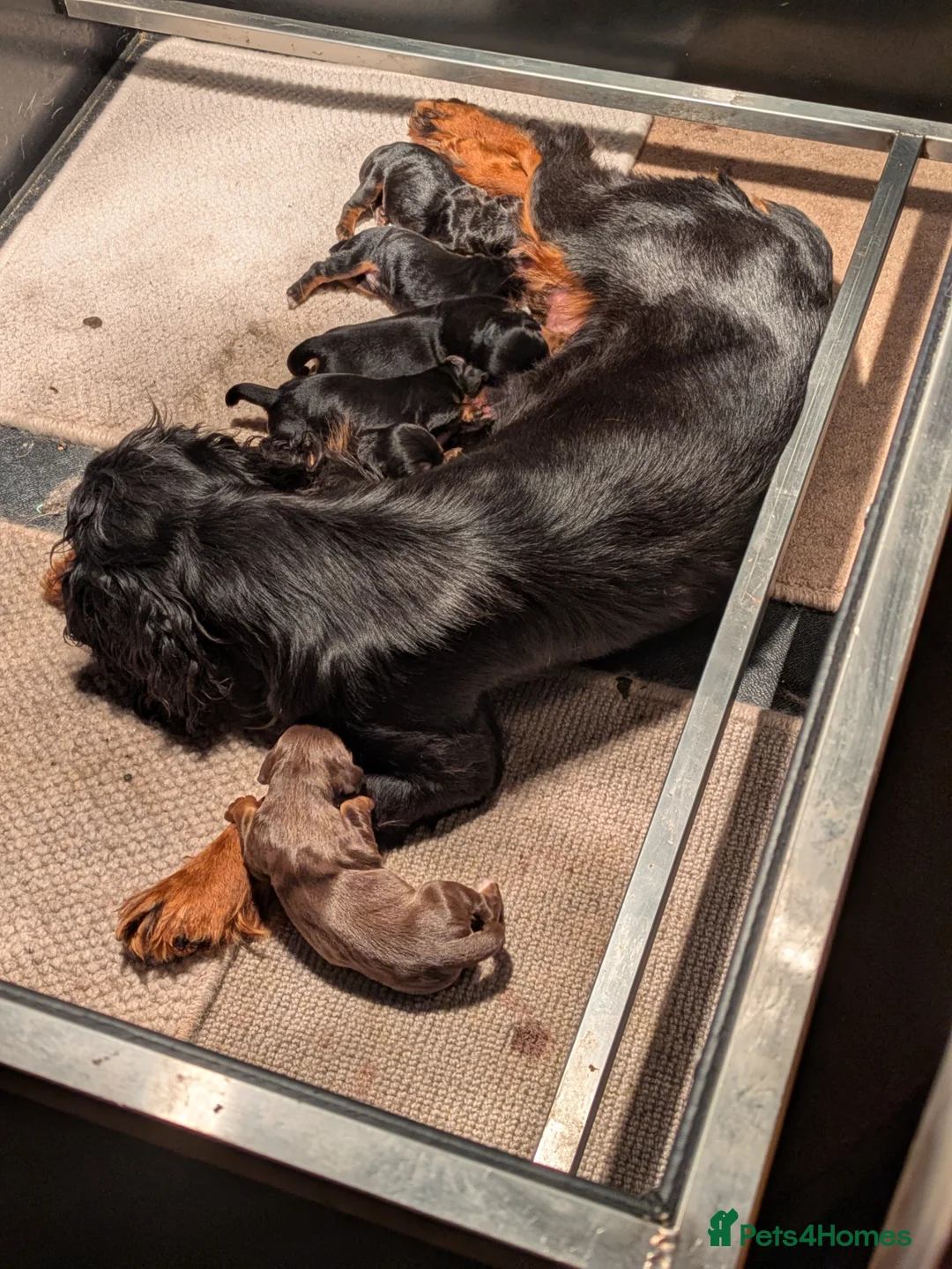 Cocker Spaniel dogs for sale: Black and Tan cocker Spaniel  - Advert 4