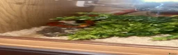 Corn Snake reptiles for sale: Corn snake ultramel with vivarium tank and content - Advert 1