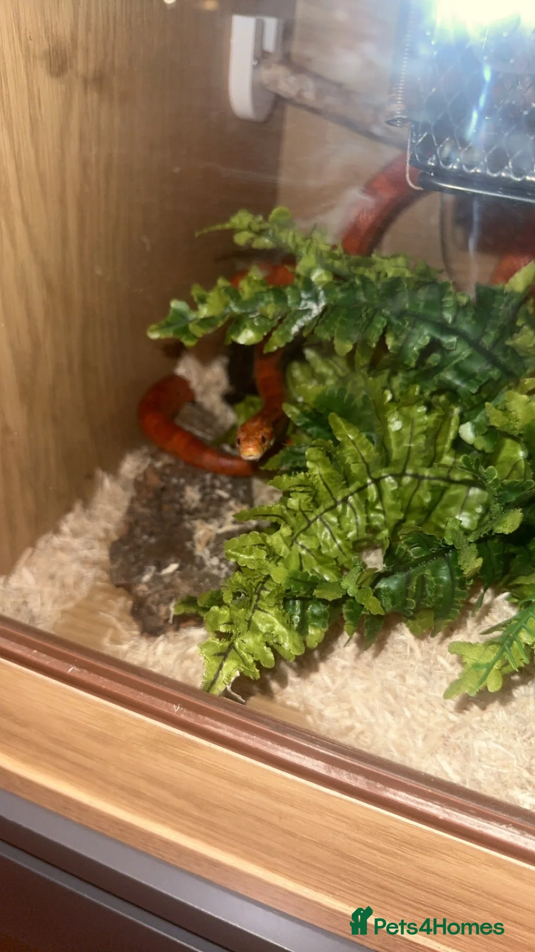 Corn Snake reptiles for sale: Corn snake ultramel with vivarium tank and content - Advert 1