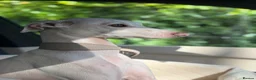 Italian Greyhound dogs for sale: Italian greyhound 2 years old  in Cheadle - Advert 2