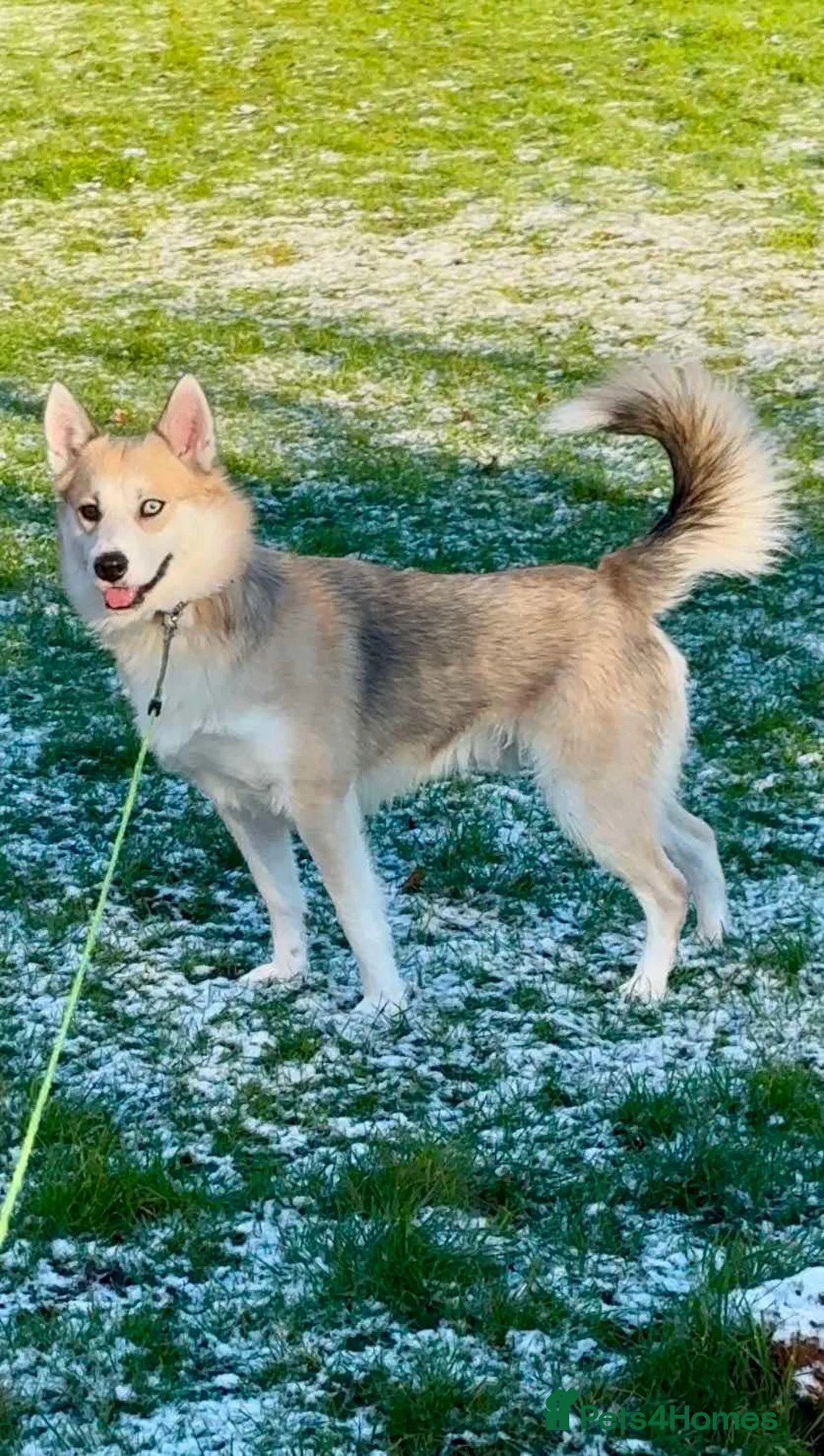 Pomsky dogs for stud: Proven quality F2 proven stud in Andover - Advert 4