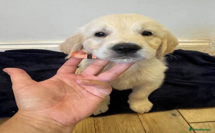 Golden Retriever dogs - Advert 3