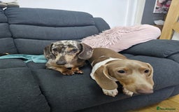 Miniature Dachshund dogs for sale: 2 miniature dachshunds must stay together - Image 7