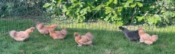 Chickens poultry for sale: Silkie hens - Advert 2