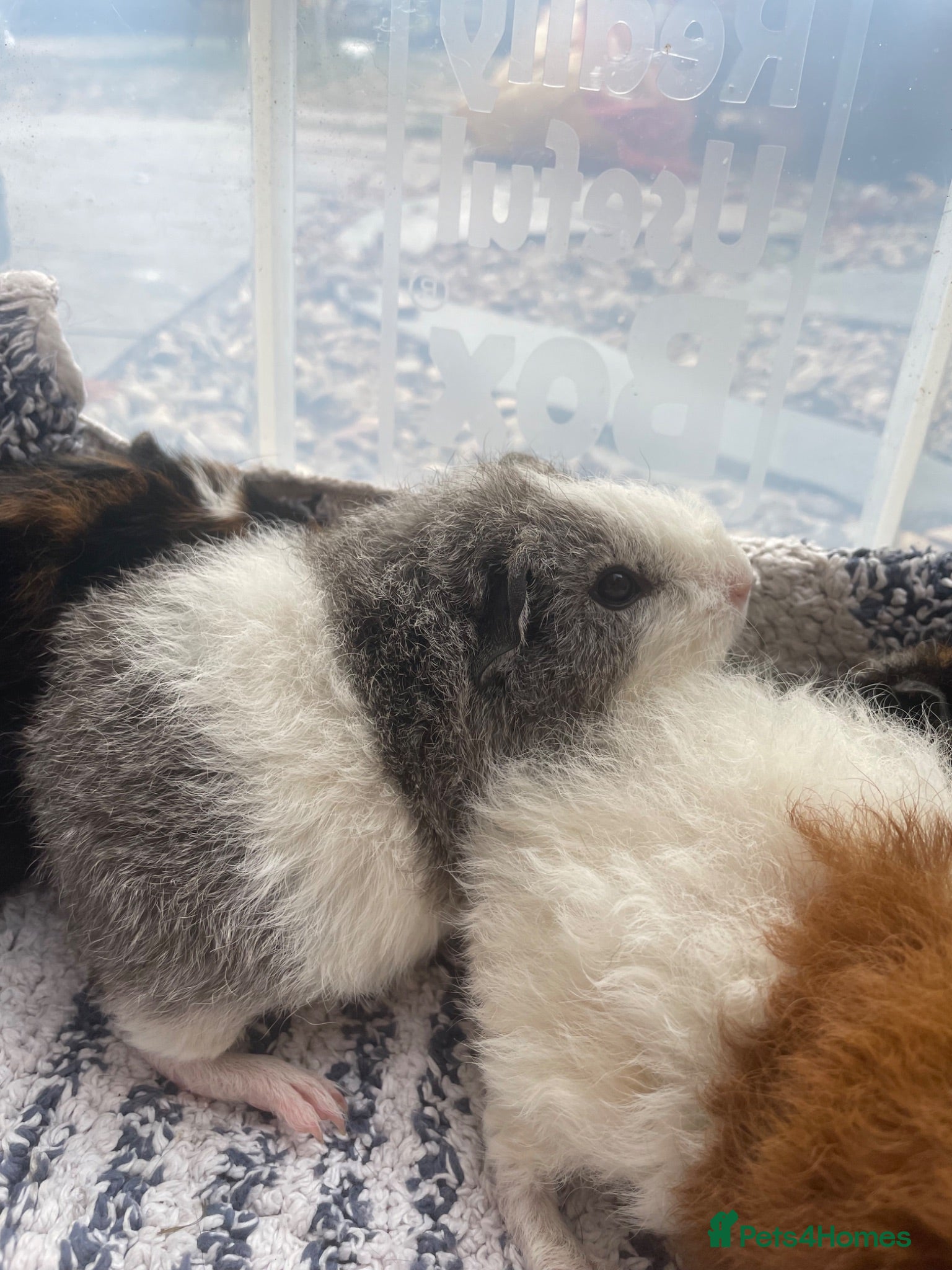 Guinea Pig rodents Teddy and short haired x teddy male guinea pugs - Advert 2