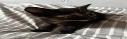 Domestic Shorthair cats for sale: Black and ginger female kitten  - Advert 4