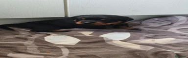 Rottweiler Puppy 2