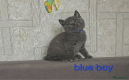 British Shorthair cats for sale: British Blue Shorthair kittens, GCCF pedigree - Image 9