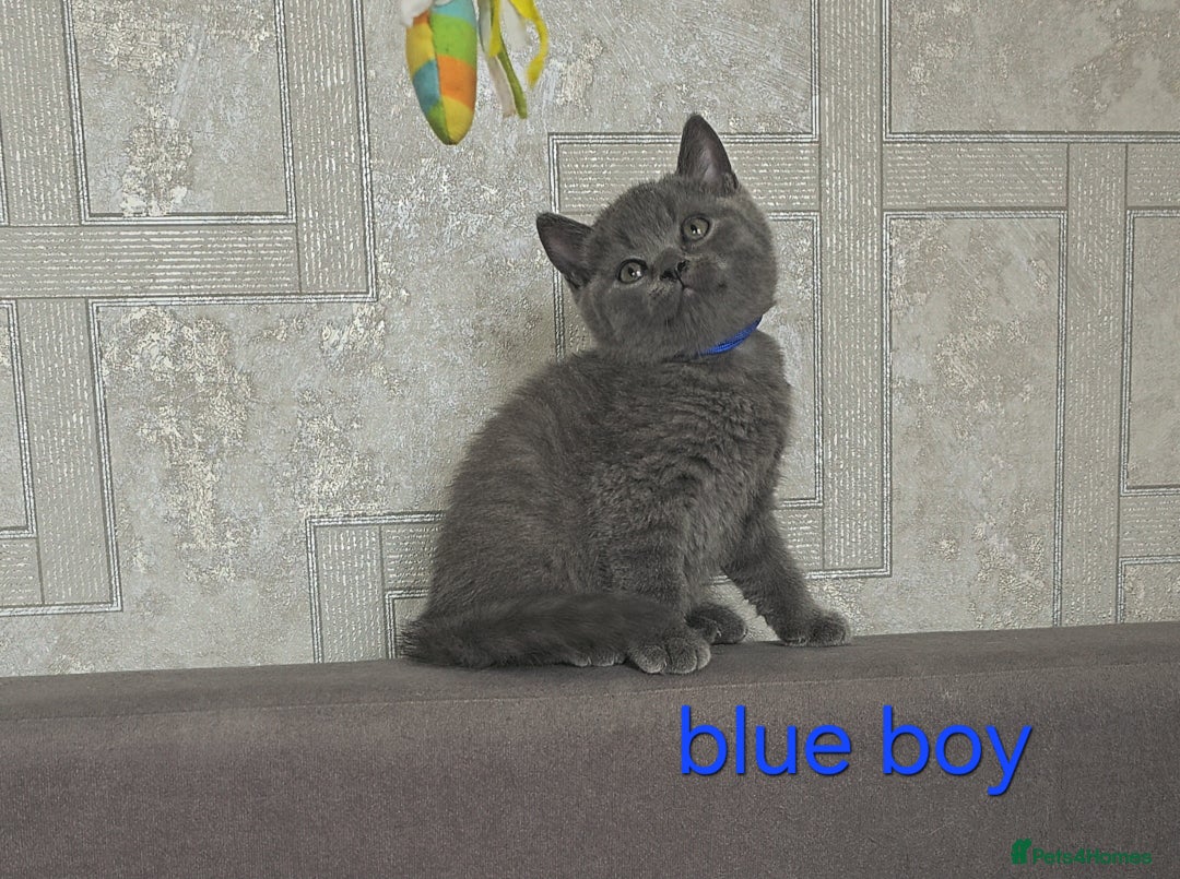 British Shorthair cats for sale: British Blue Shorthair kittens, GCCF pedigree - Image 9