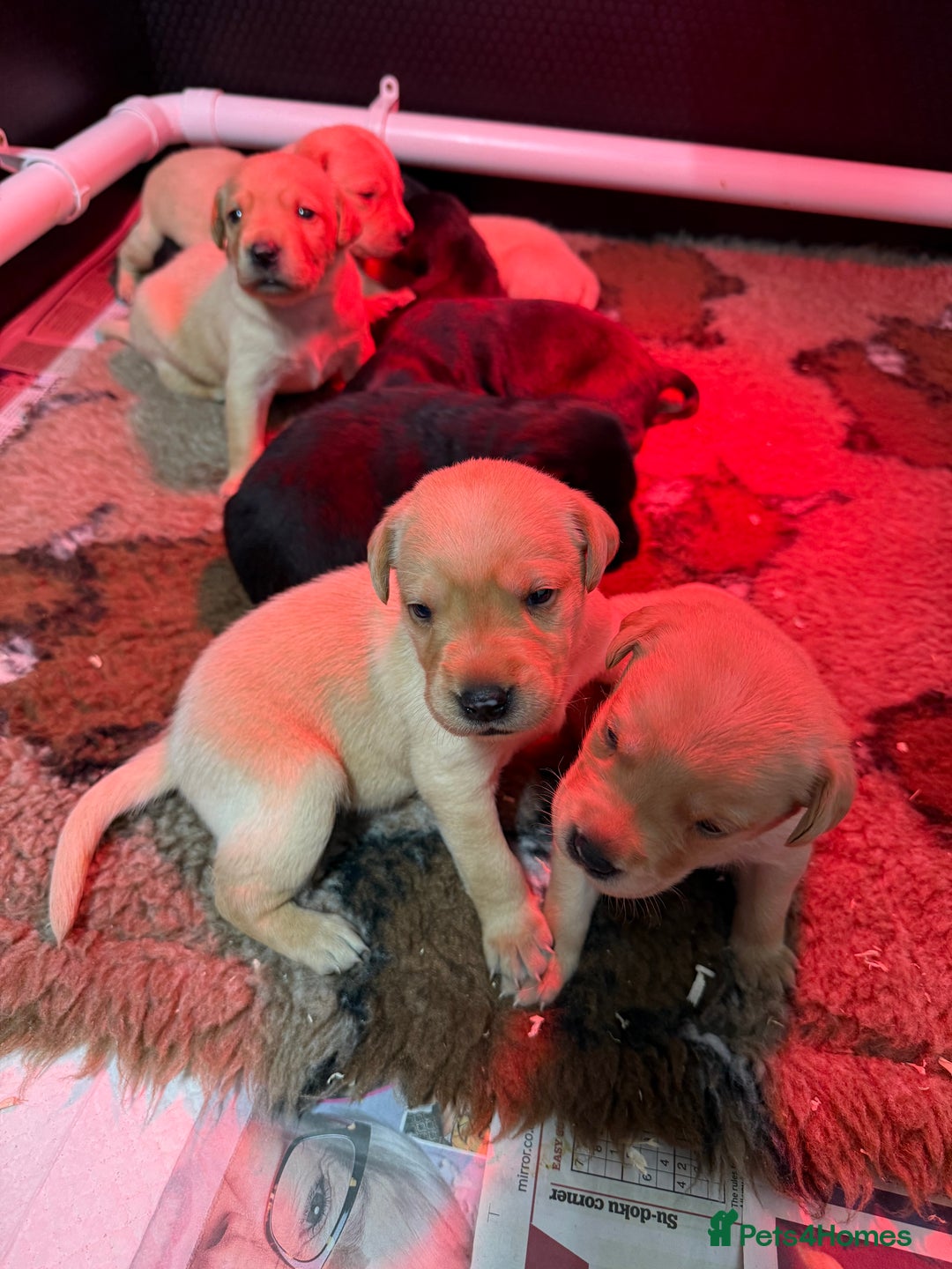 Labrador Retriever dogs for sale: KC Working Labrador Puppies - Image 6