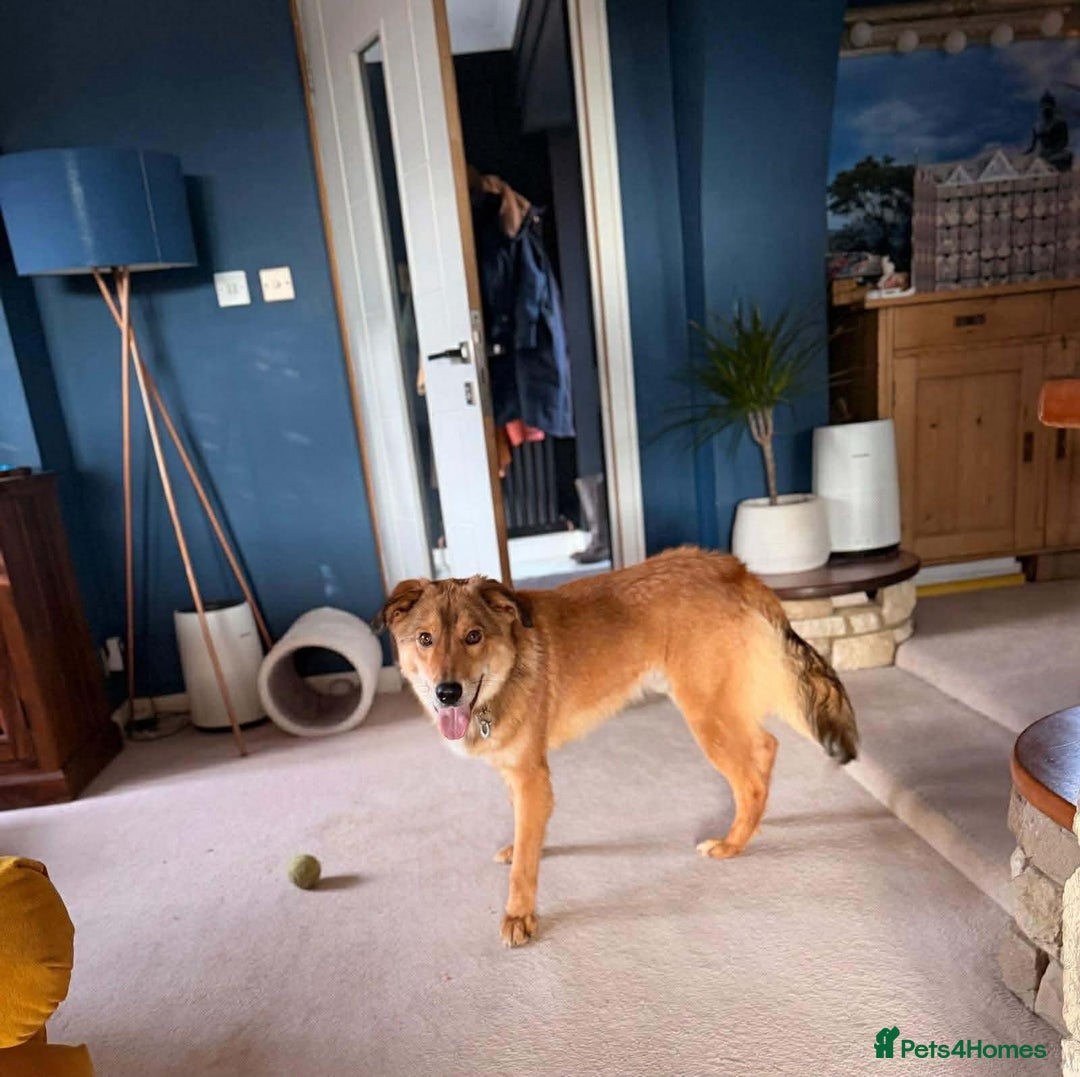 Mixed Breed dogs for adoption: Fox - Milton Keynes  - Advert 16