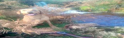 Labrador Retriever dogs for sale: Beautiful Fox red Labrador pups  - Advert 11