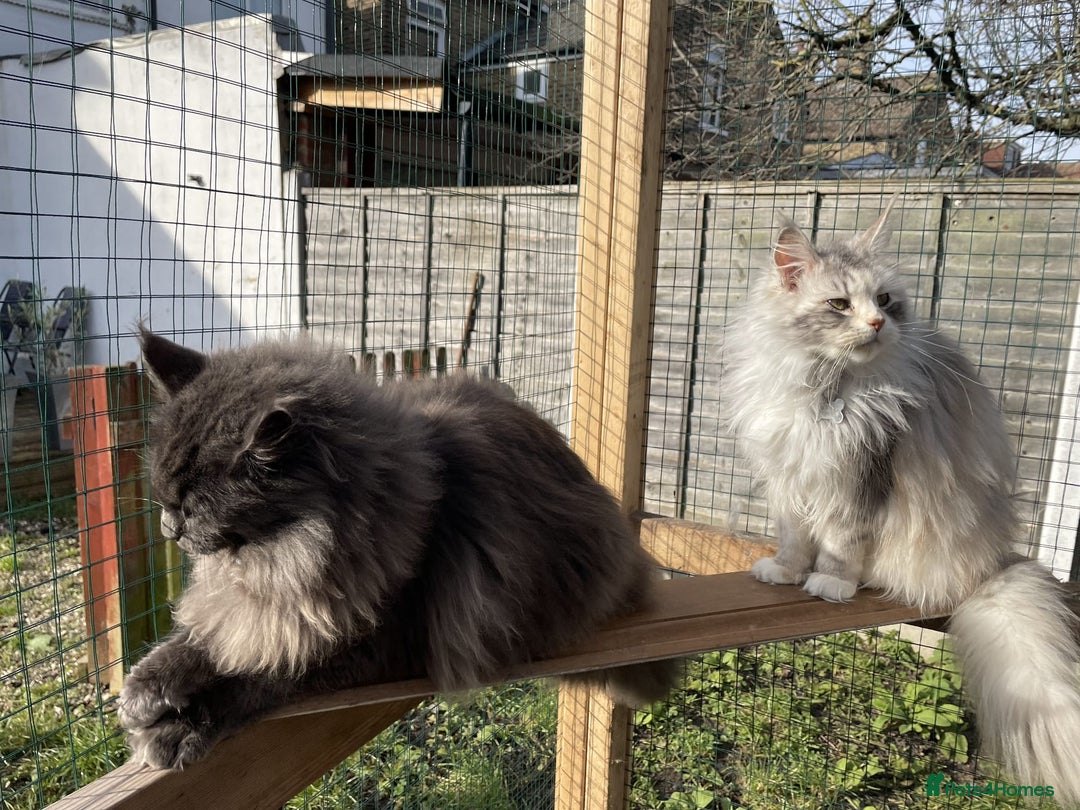 Maine Coon cats for sale: Maine coon kittens  - Image 15