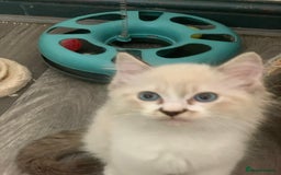 Ragdoll cats for sale: Ragdoll kittens  - Image 7
