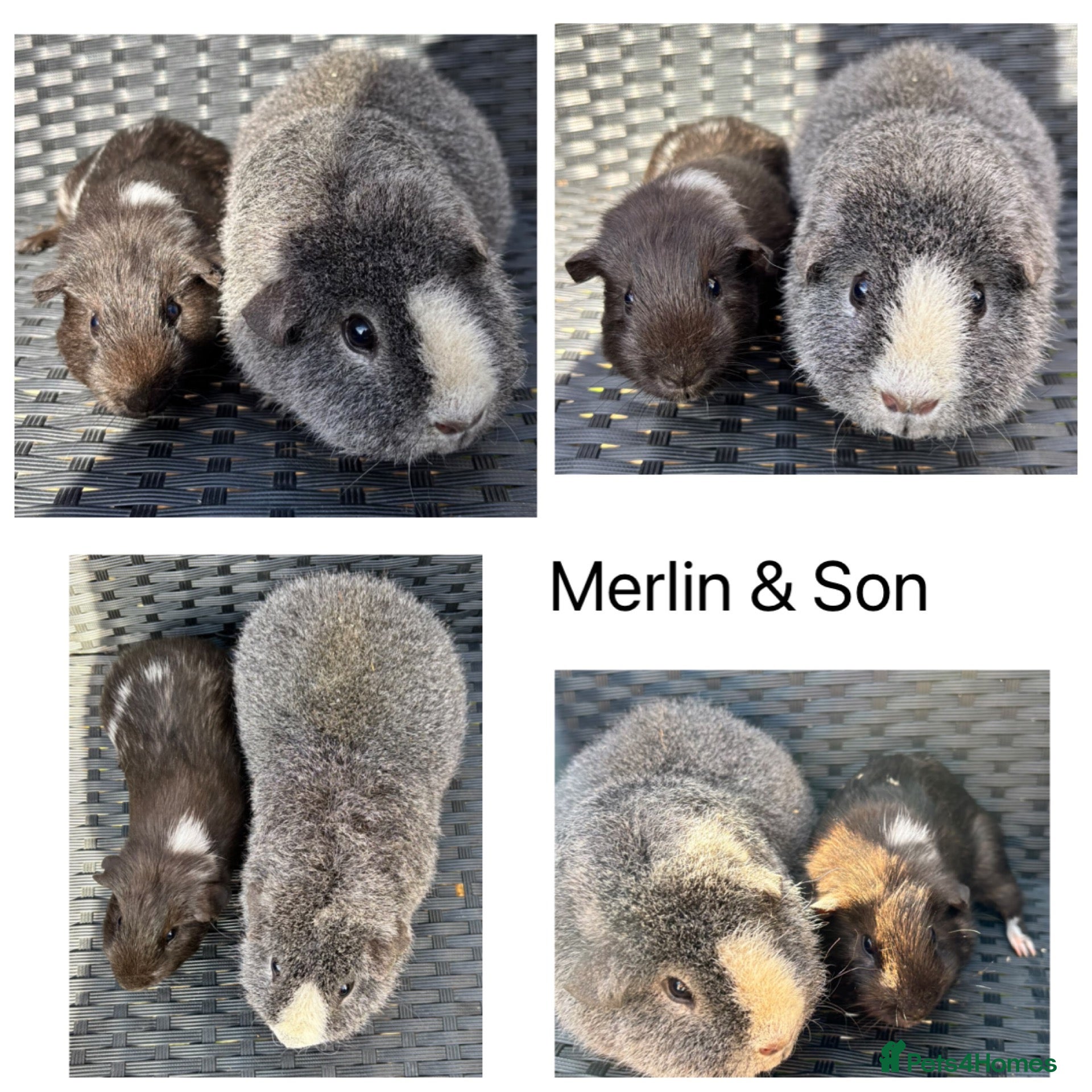 Guinea Pig rodents for sale: Boy/Male/Boar guinea pigs.  - Advert 13