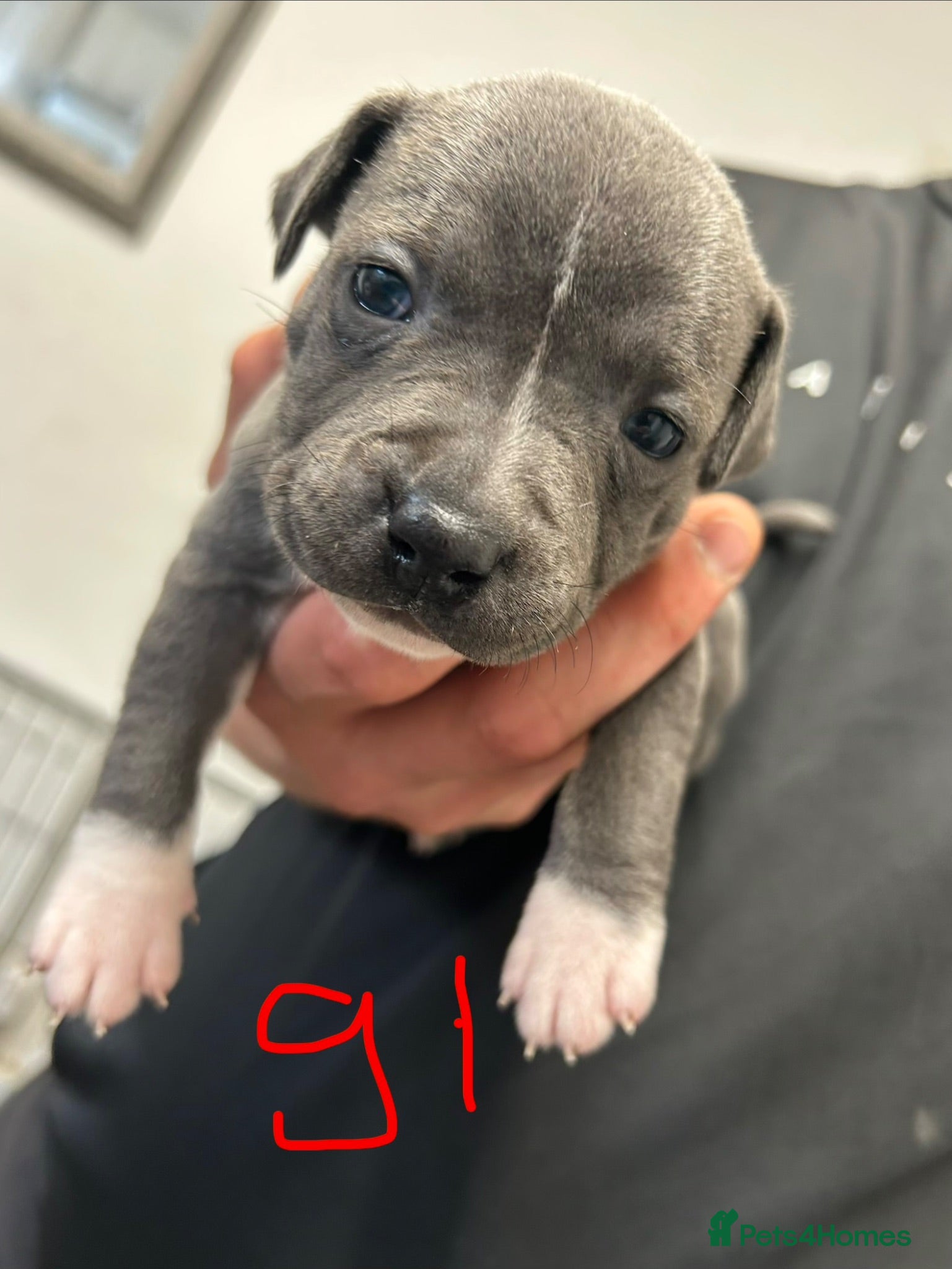 Staffordshire Bull Terrier dogs Staffy pups  - Advert 4