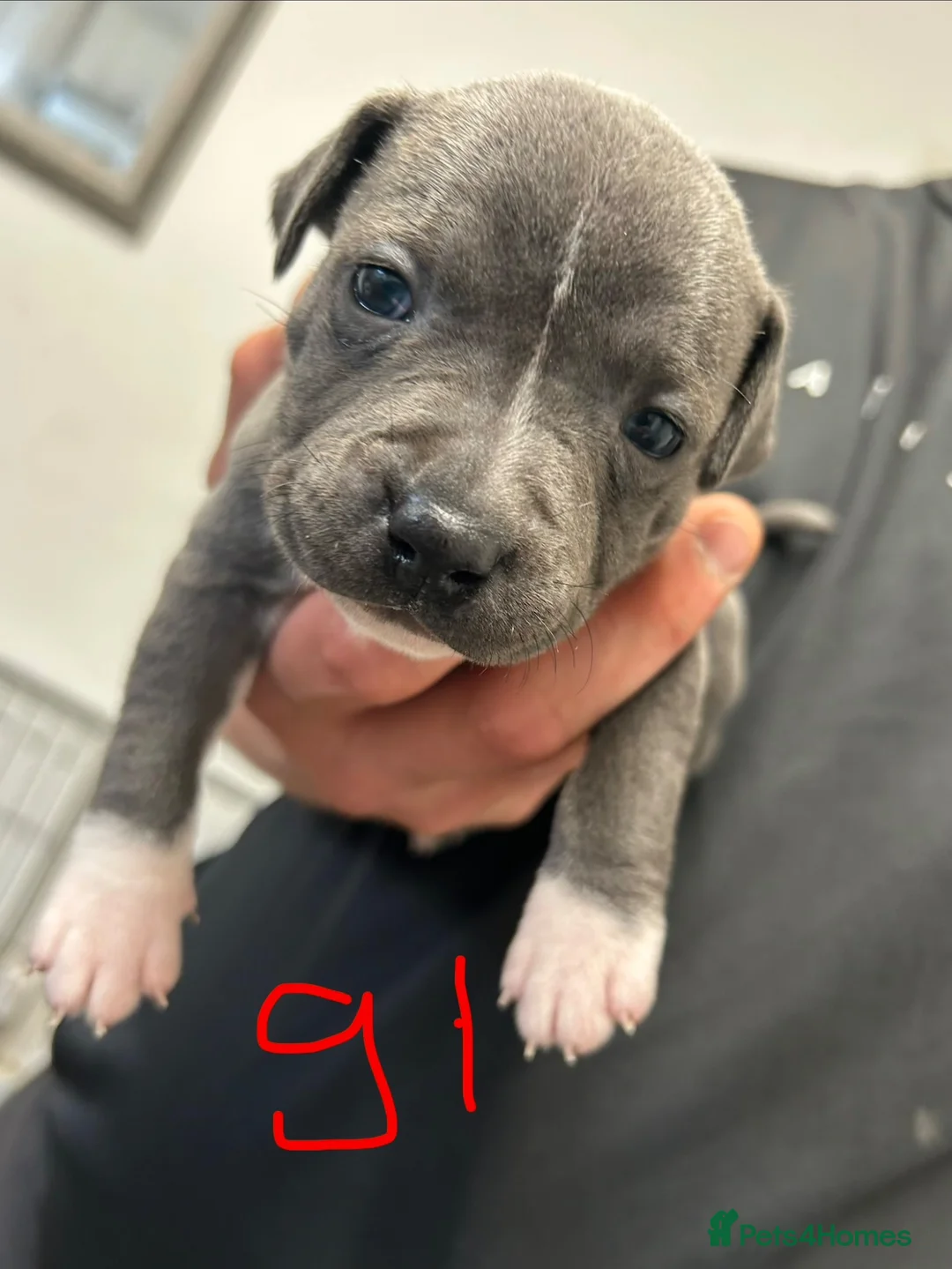 Staffordshire Bull Terrier dogs for sale: Staffy pups  - Advert 1