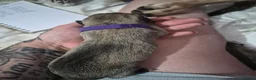 Mixed Breed dogs for sale: Boerso Babies  - Advert 9