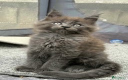 Maine Coon cats for sale: Beautiful TICA registered Maine coon kittens - Image 6