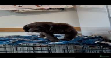 Cocker Spaniel dogs in Newton Abbot - Advert 4