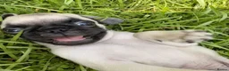 Pug dogs for sale:  Forever family pug puppies. in Bradford - Advert 5