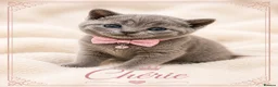 British Shorthair cats for sale: 💙Blue point BSH Kitten-Premium Quality 💙 - Advert 7