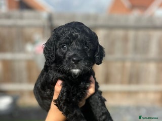 Cavapoo dogs - Advert 17