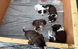 Mixed Breed dogs for sale: Chi sprocker  - Image 5