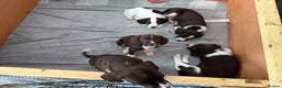 Mixed Breed dogs for sale: Chi sprocker  - Advert 5