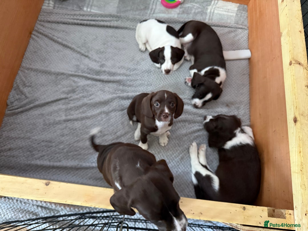 Mixed Breed dogs for sale: Chi sprocker  - Image 5