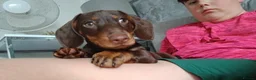 Dachshund dogs for sale: Dachshund Chocolate and Tan - Advert 9