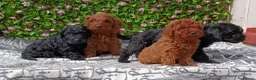 Cavapoo dogs for sale: F1 CAVAPOO EXTENSIVELY HEALTH TESTED PARENTS  - Advert 3