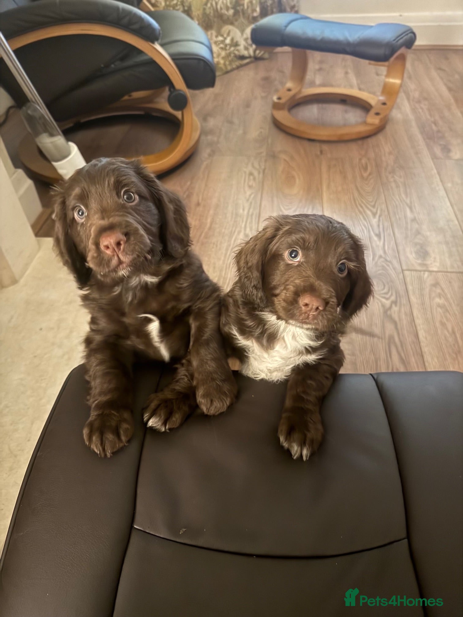 Cocker Spaniel dogs Chocolate cocker spaniel puppies  - Advert 1