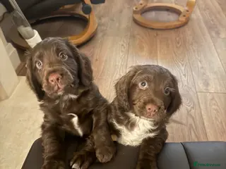 Cocker Spaniel dogs Chocolate working cocker spaniel puppies - Advert 4