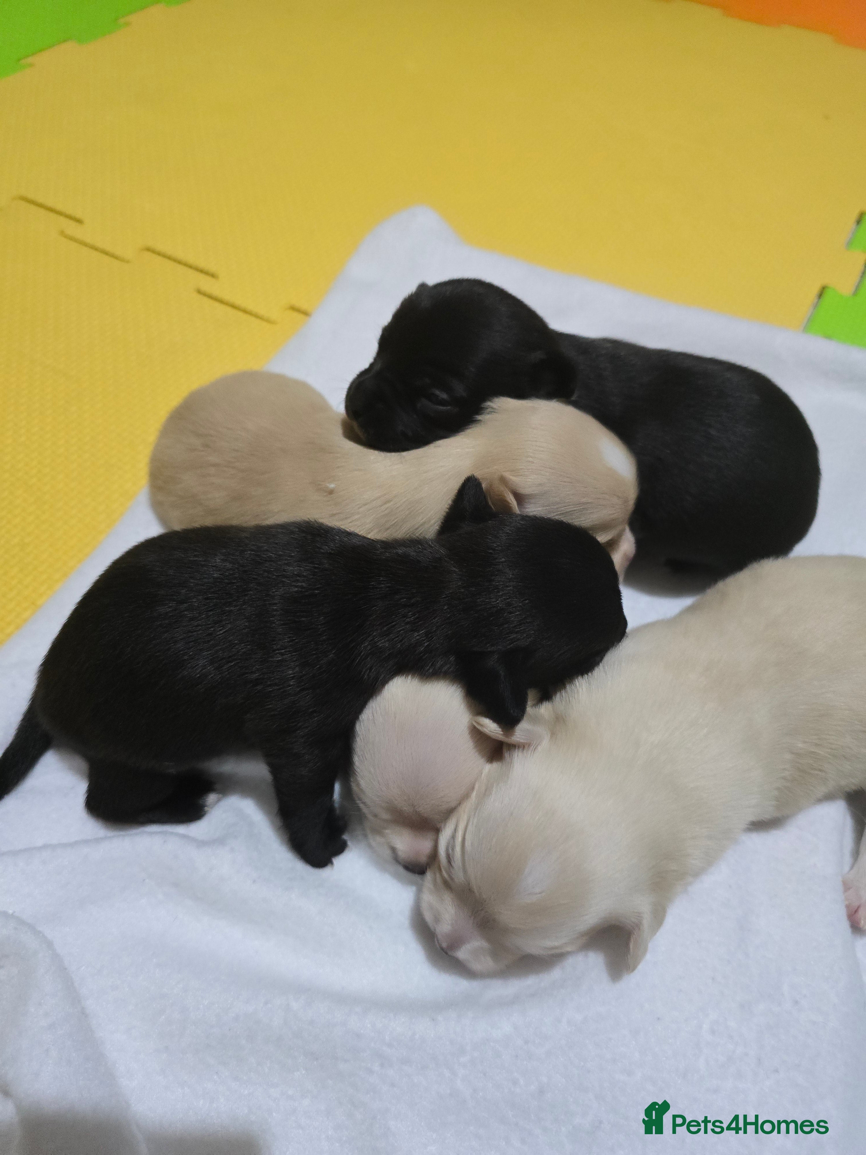 Chihuahua dogs Beautifull Chihuahua Puppies - Advert 1