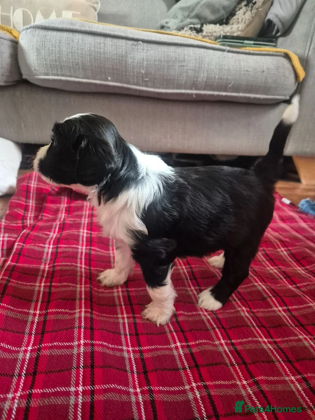 Mixed Breed dogs for sale: Tibetan Terrier x Sprocker Puppies in Dunfermline - Advert 1