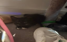 European cats for sale: Playful cats  - Image 4