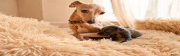 Italian Greyhound dogs for sale: 1 BOY LEFT Italian Greyhound Puppies - Advert 19