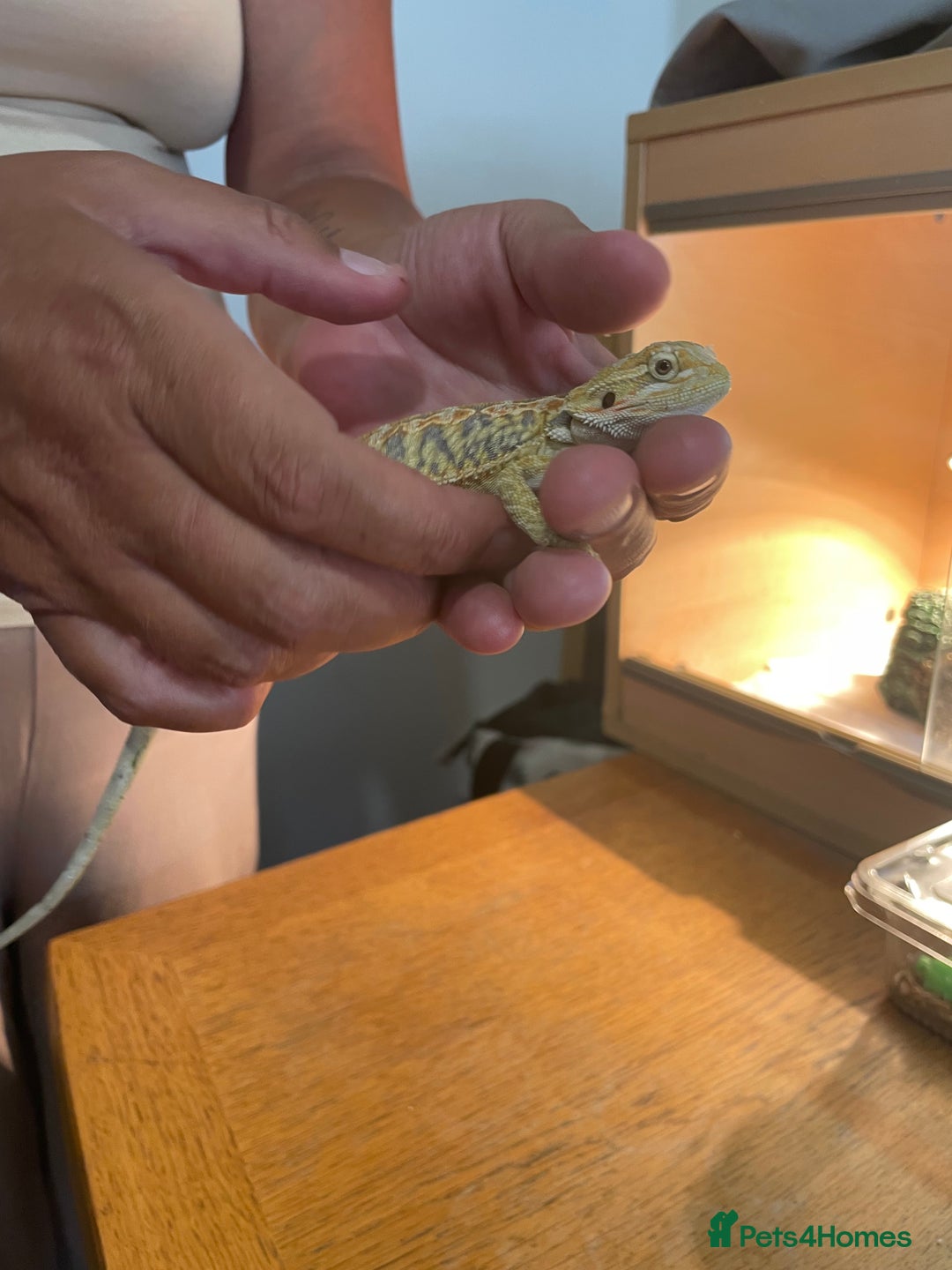 Bearded Dragon reptiles for sale: Bearded dragons  - Image 7