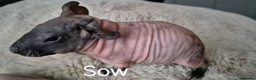 Guinea Pig rodents for sale: Skinny Pigs - Advert 3