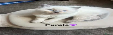 Ragdoll Kitten 2