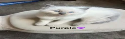 Ragdoll cats for sale: 🩵5 Beautiful Bluepoint Ragdolls for sale🩵 - Advert 1