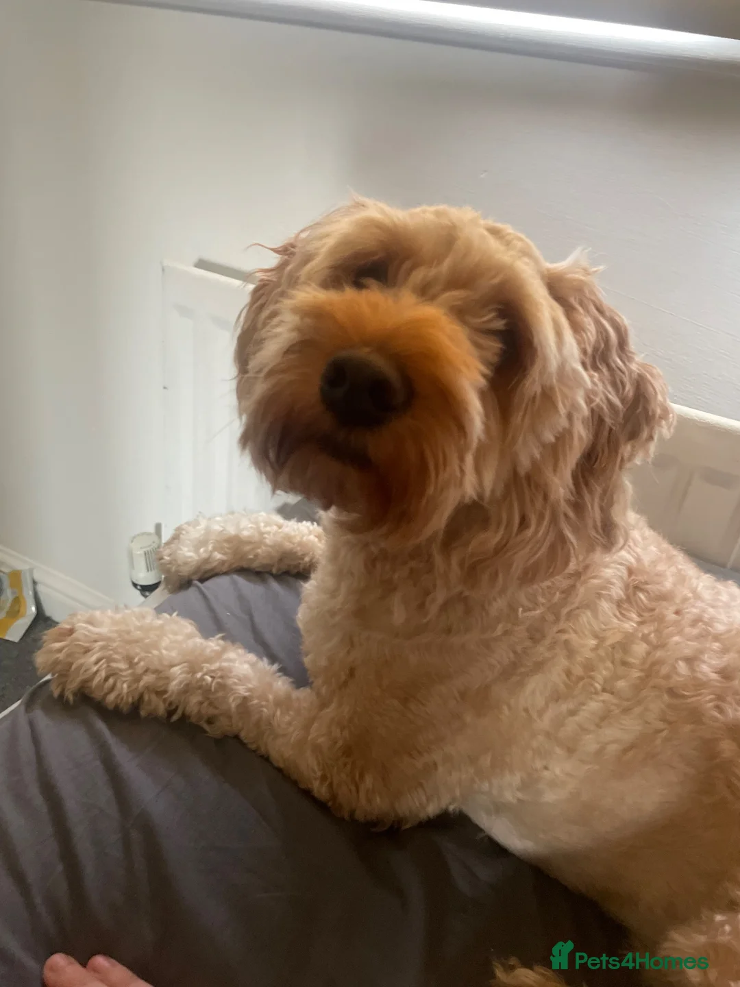 Cockapoo dogs for sale: Bolt the cockapoo - Advert 1
